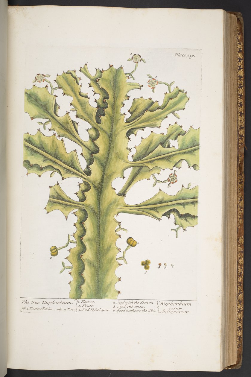 Talerz 339, z „Ciekawy zielnik” autorstwa Elizabeth Blackwell