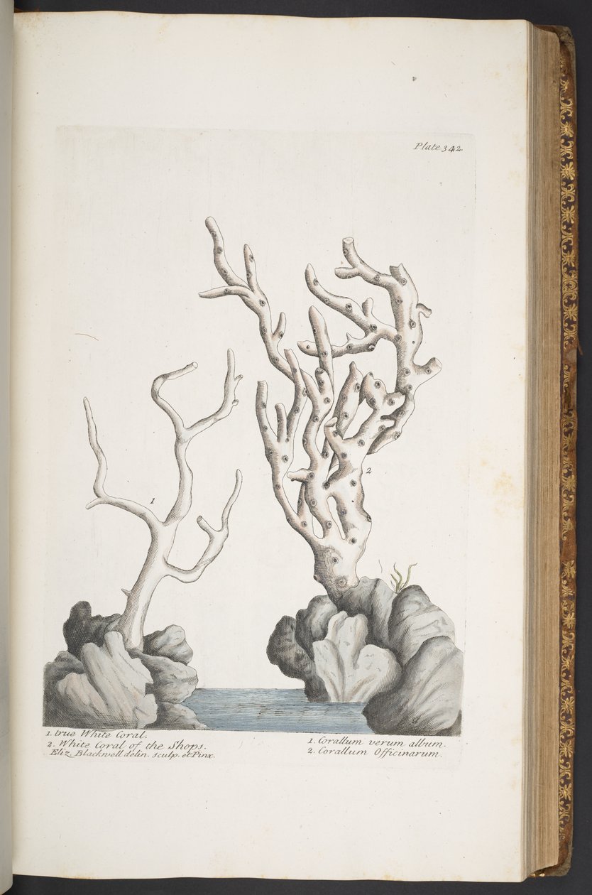 Talerz 342, z „Ciekawy zielnik” autorstwa Elizabeth Blackwell
