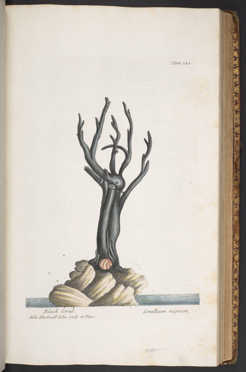 Talerz 344, z „Ciekawy zielnik” autorstwa Elizabeth Blackwell