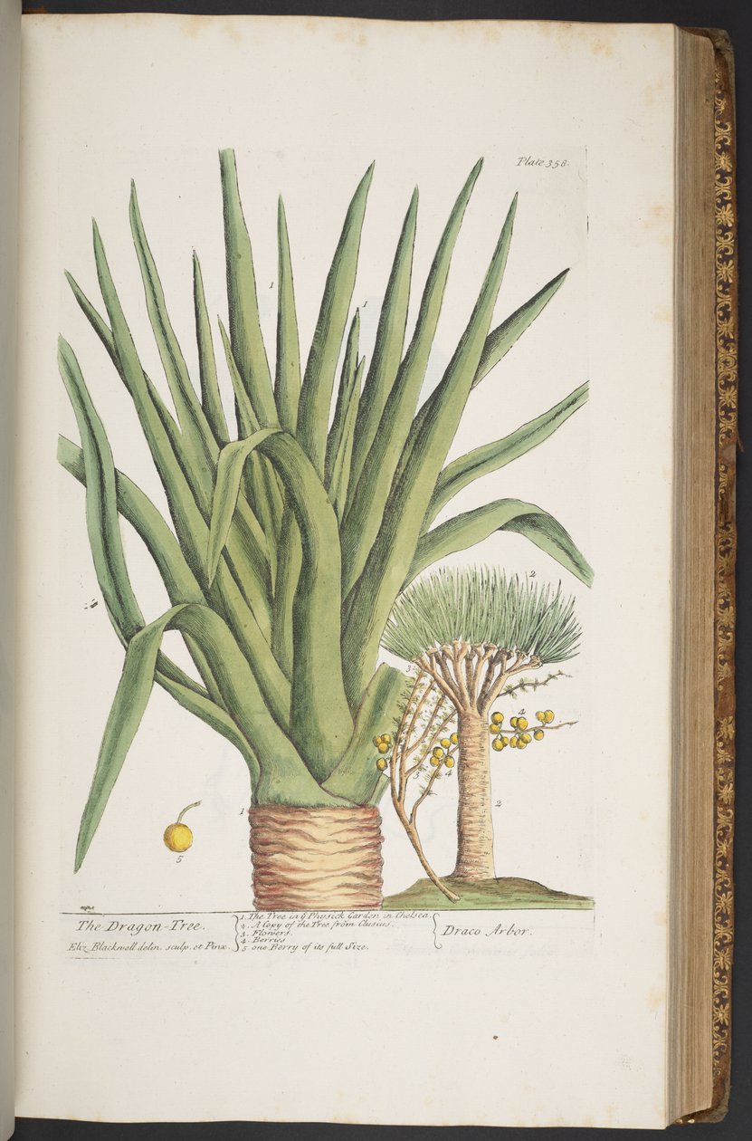 Talerz 358, z „Ciekawy zielnik” autorstwa Elizabeth Blackwell