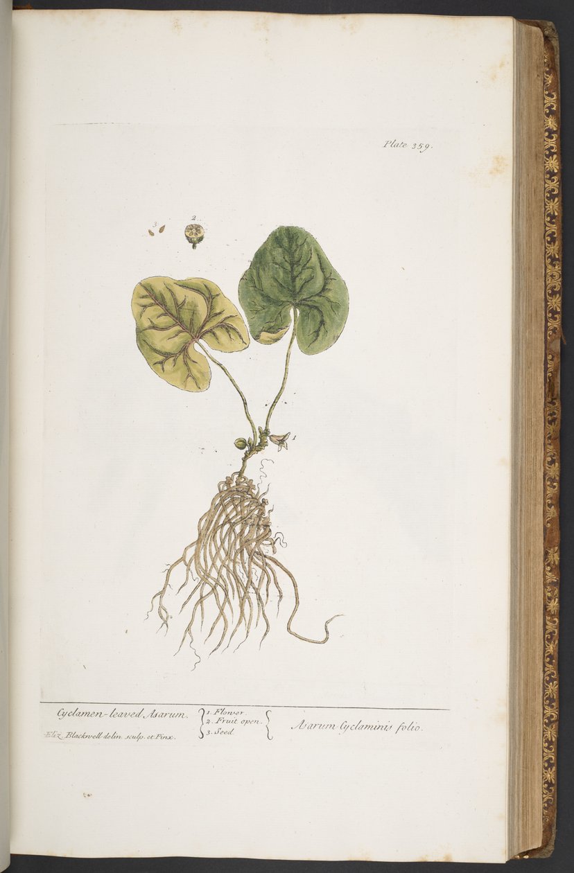 Talerz 359, z „Ciekawy zielnik” autorstwa Elizabeth Blackwell