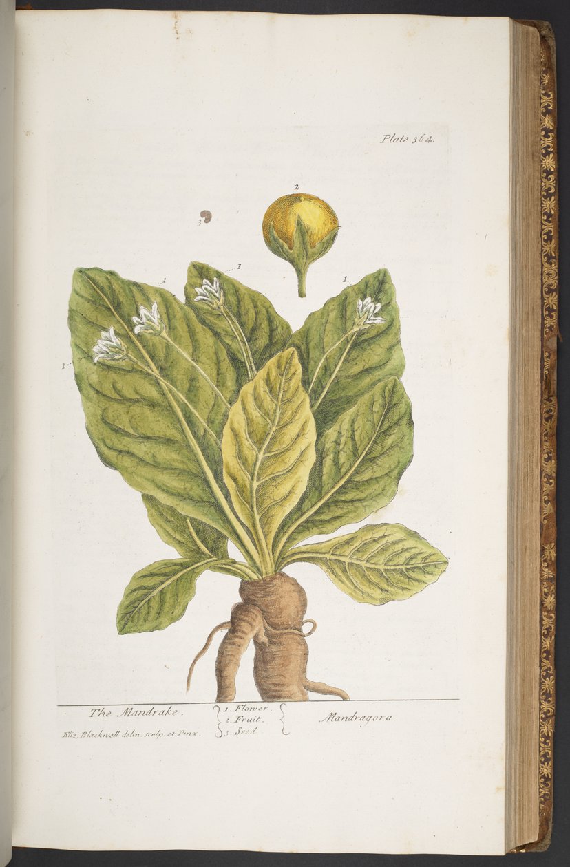 Talerz 364, z „Ciekawy zielnik” autorstwa Elizabeth Blackwell