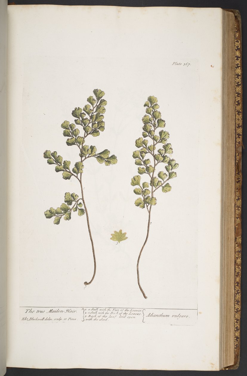 Talerz 367, z „Ciekawy zielnik” autorstwa Elizabeth Blackwell