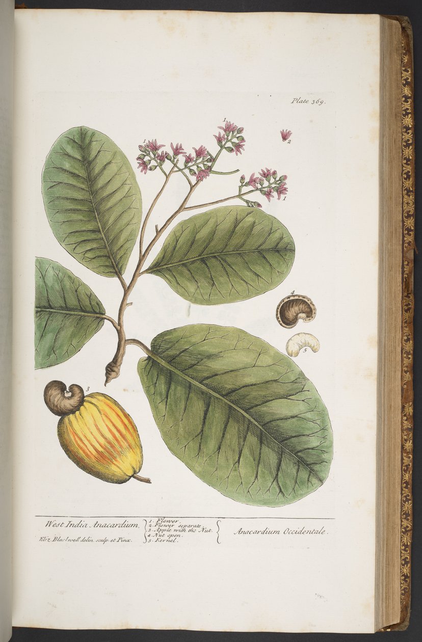 Talerz 369, z „Ciekawy zielnik” autorstwa Elizabeth Blackwell