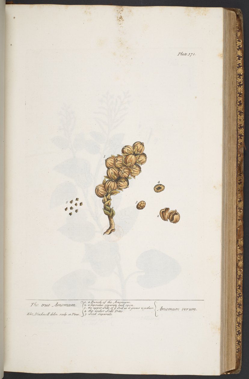 Talerz 371, z „Ciekawy zielnik” autorstwa Elizabeth Blackwell