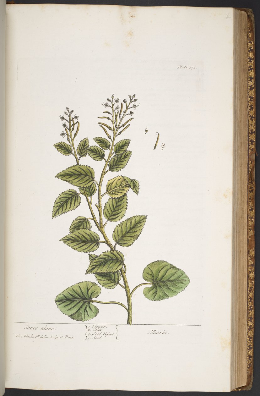 Talerz 372, z „Ciekawy zielnik” autorstwa Elizabeth Blackwell