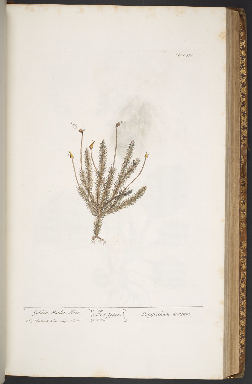 Talerz 375, z „Ciekawy zielnik” autorstwa Elizabeth Blackwell