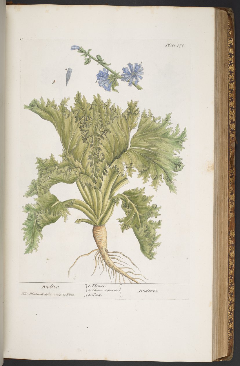 Talerz 378, z „Ciekawy zielnik” autorstwa Elizabeth Blackwell