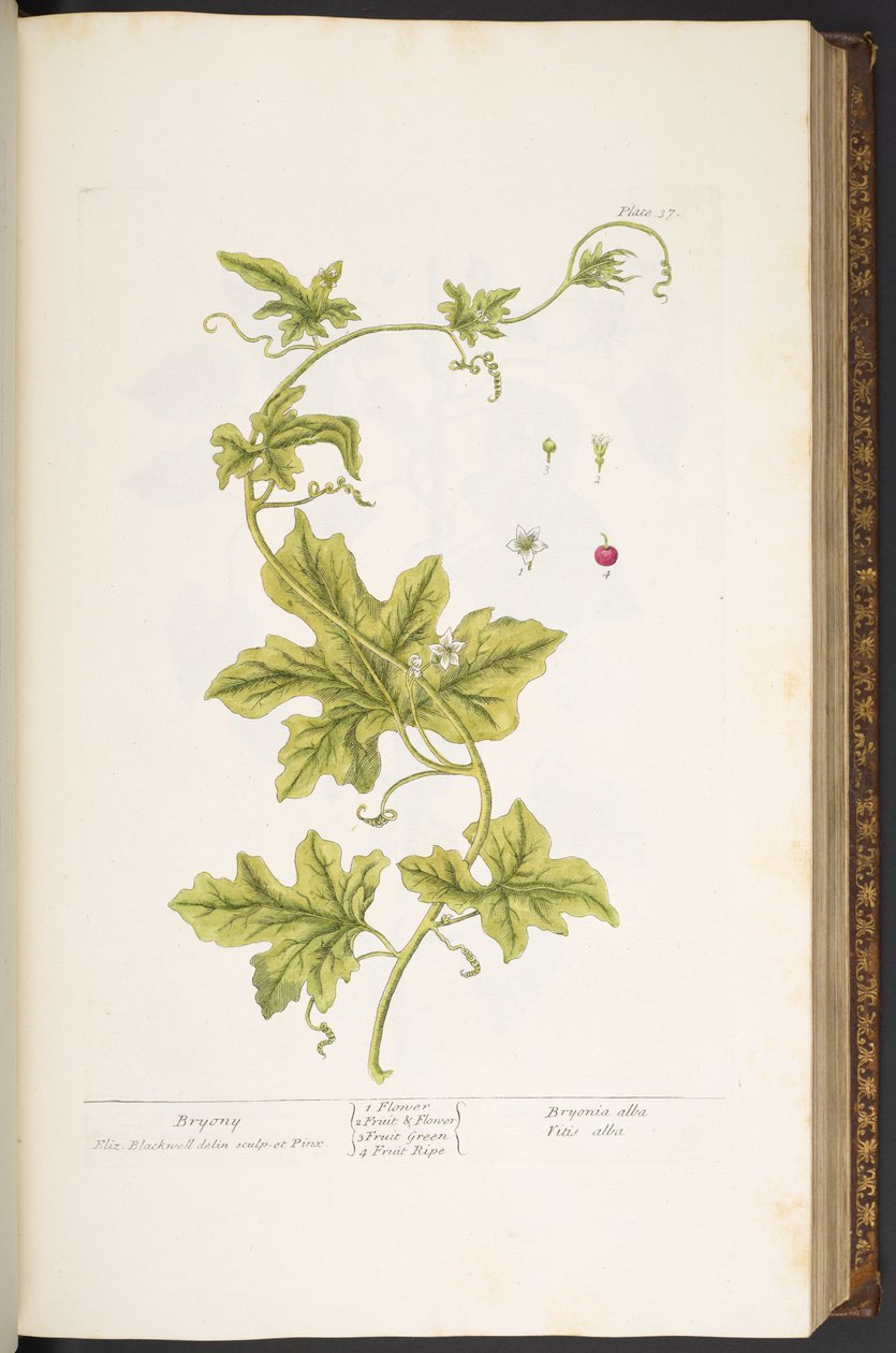 Talerz 37, Bryony, z „Ciekawego zielnika” autorstwa Elizabeth Blackwell