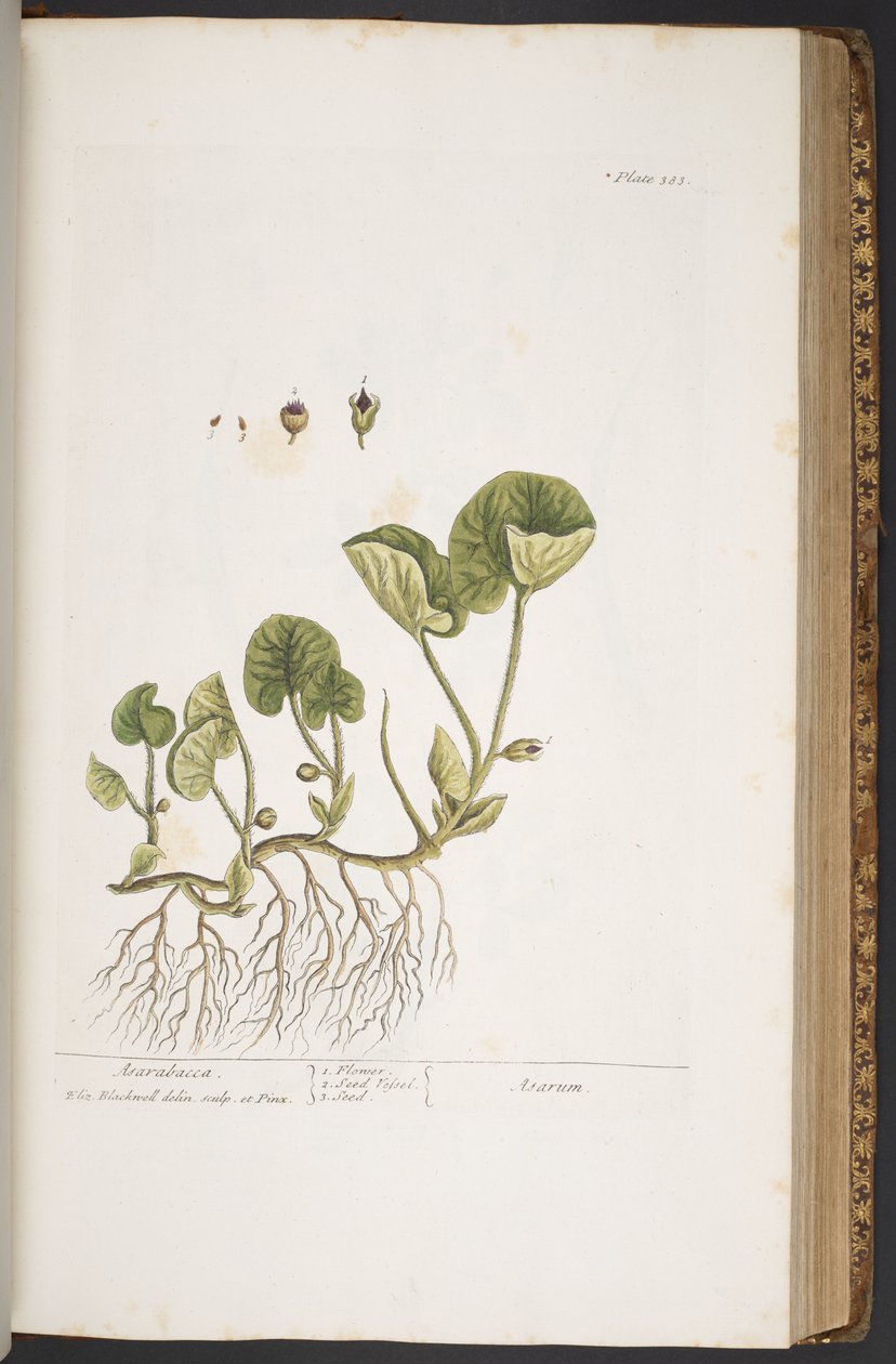 Talerz 383, z „Ciekawy zielnik” autorstwa Elizabeth Blackwell