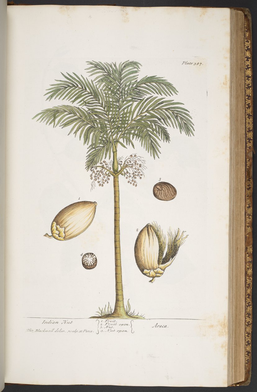 Talerz 387, z „Ciekawy zielnik” autorstwa Elizabeth Blackwell