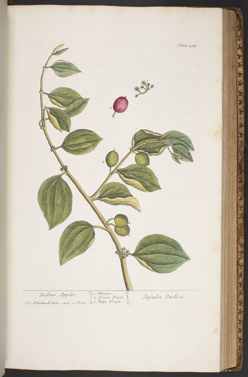 Talerz 388, z „Ciekawy zielnik” autorstwa Elizabeth Blackwell