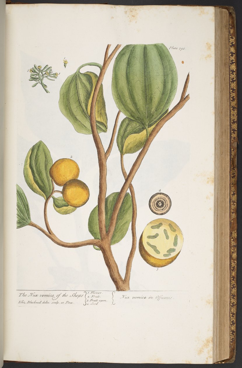 Talerz 395, z „Ciekawy zielnik” autorstwa Elizabeth Blackwell