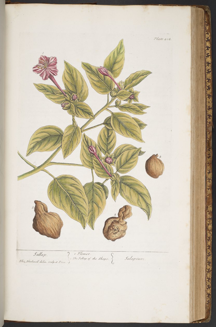Talerz 404, z „Ciekawy zielnik” autorstwa Elizabeth Blackwell