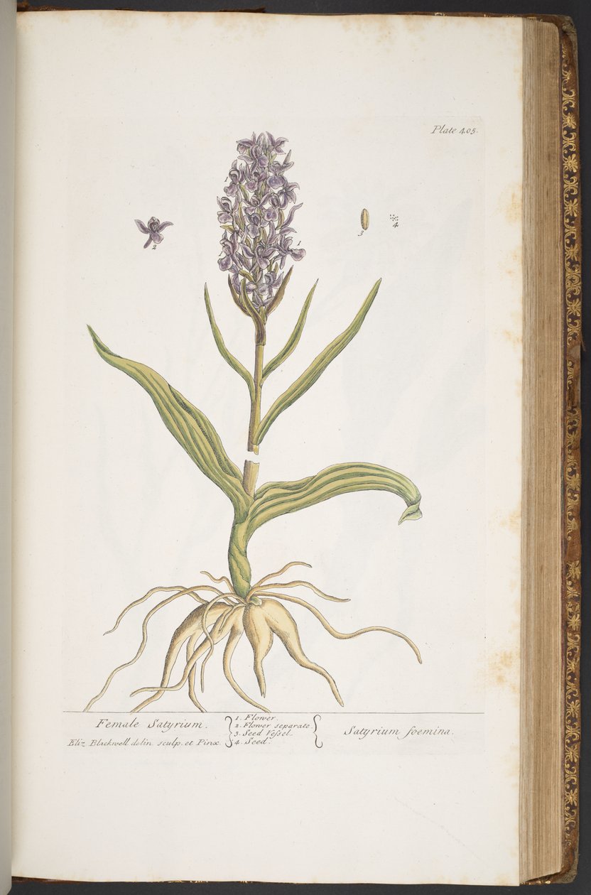 Talerz 405, z „Ciekawy zielnik” autorstwa Elizabeth Blackwell