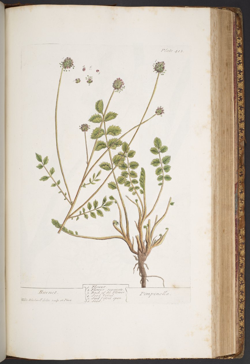 Talerz 413, z „Ciekawy zielnik” autorstwa Elizabeth Blackwell