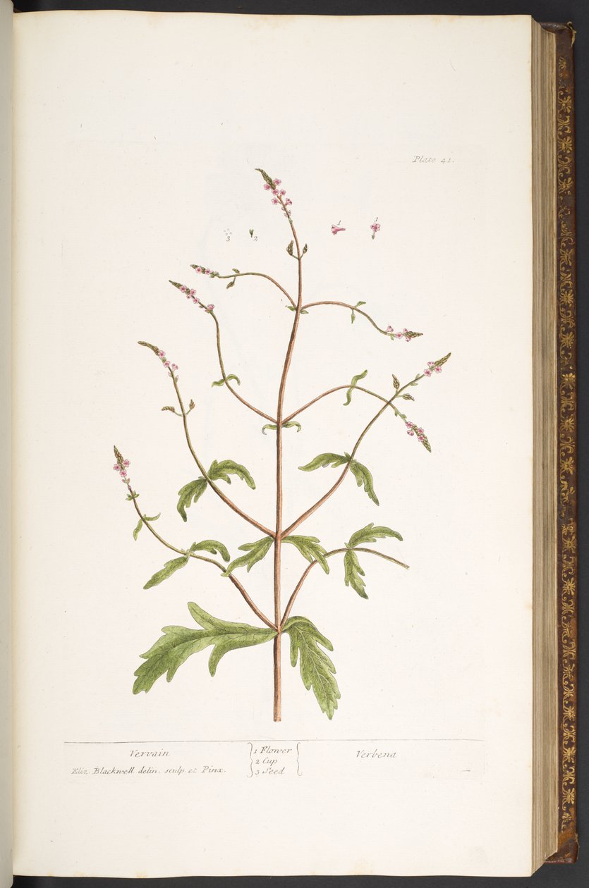 Talerz 41, Werbena, z „Ciekawego zielnika” autorstwa Elizabeth Blackwell