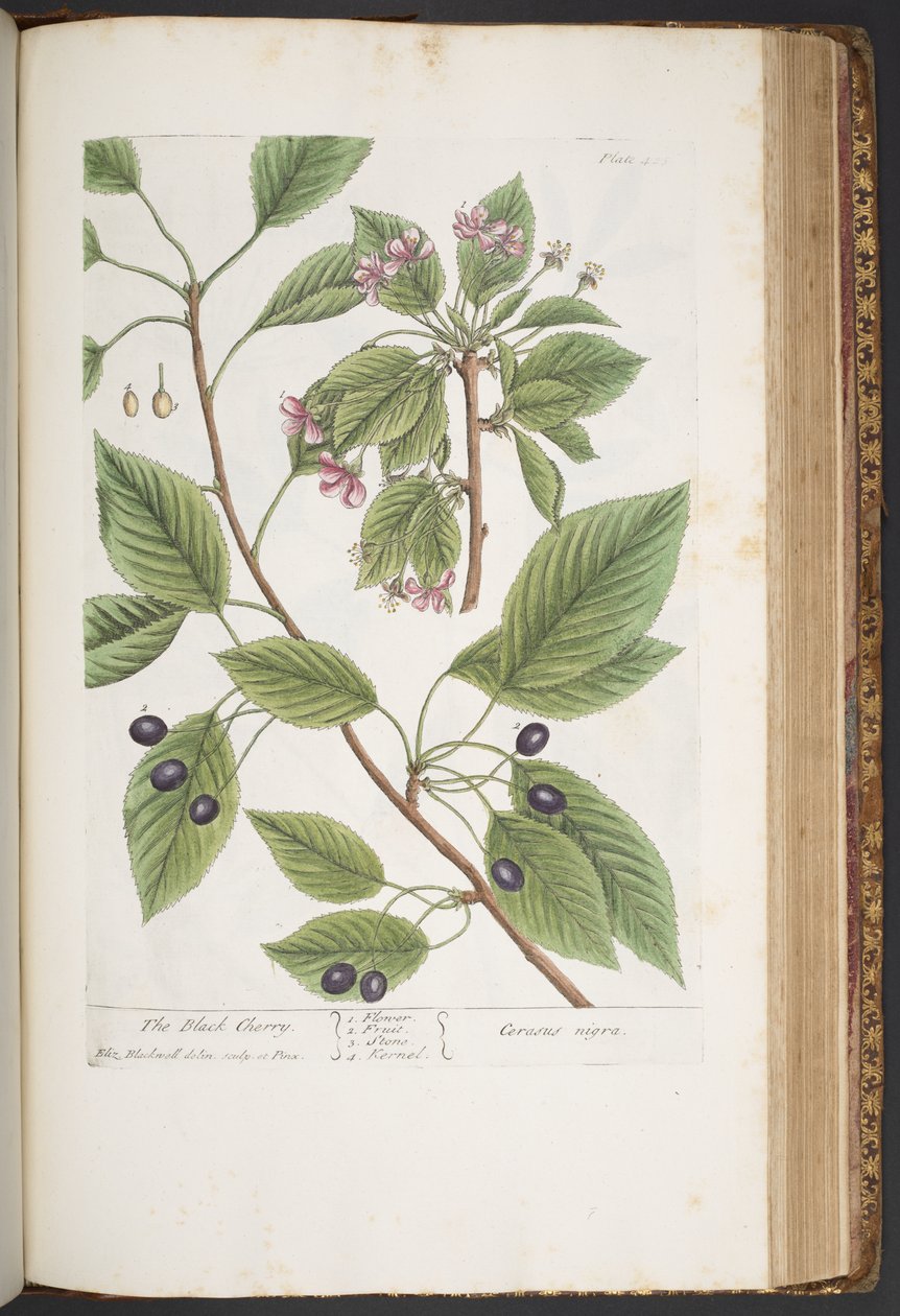Talerz 425, z „Ciekawy zielnik” autorstwa Elizabeth Blackwell