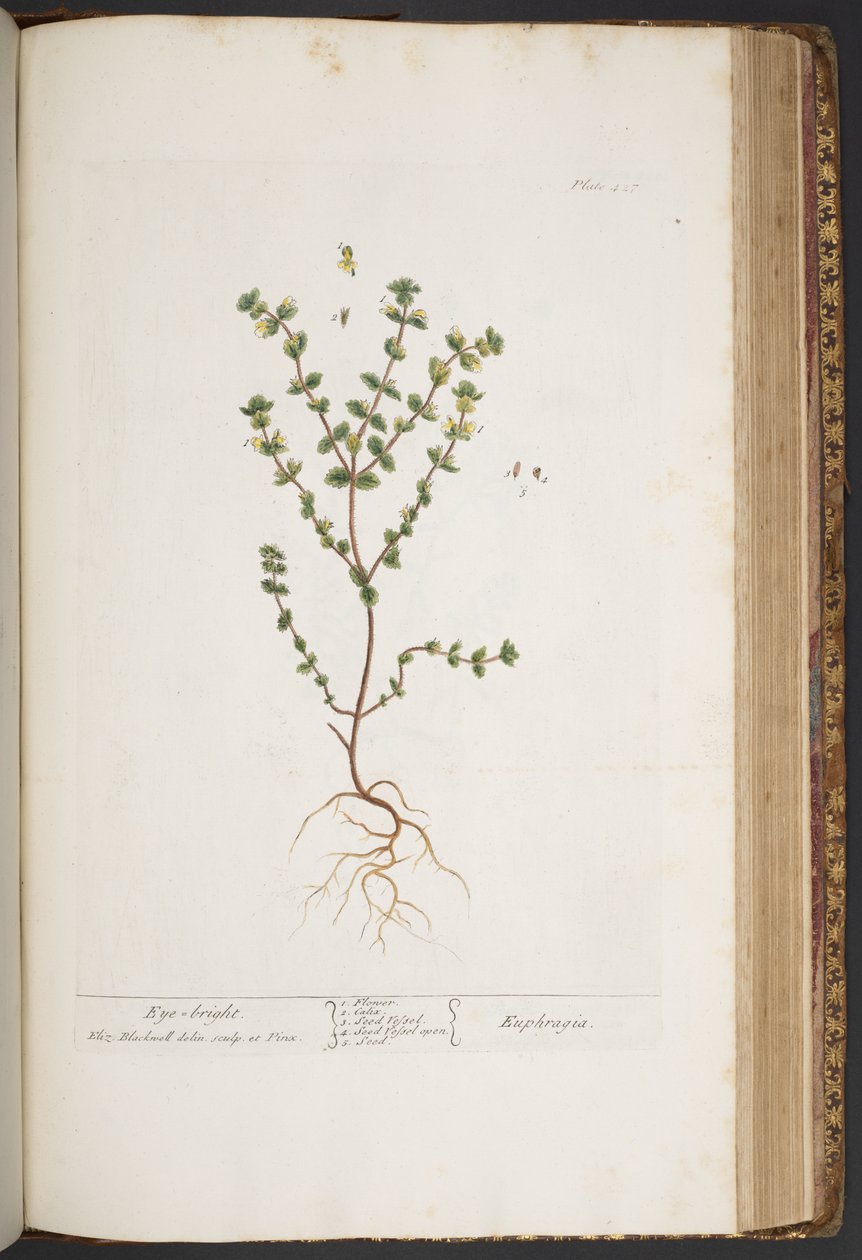 Talerz 427, z „Ciekawy zielnik” autorstwa Elizabeth Blackwell