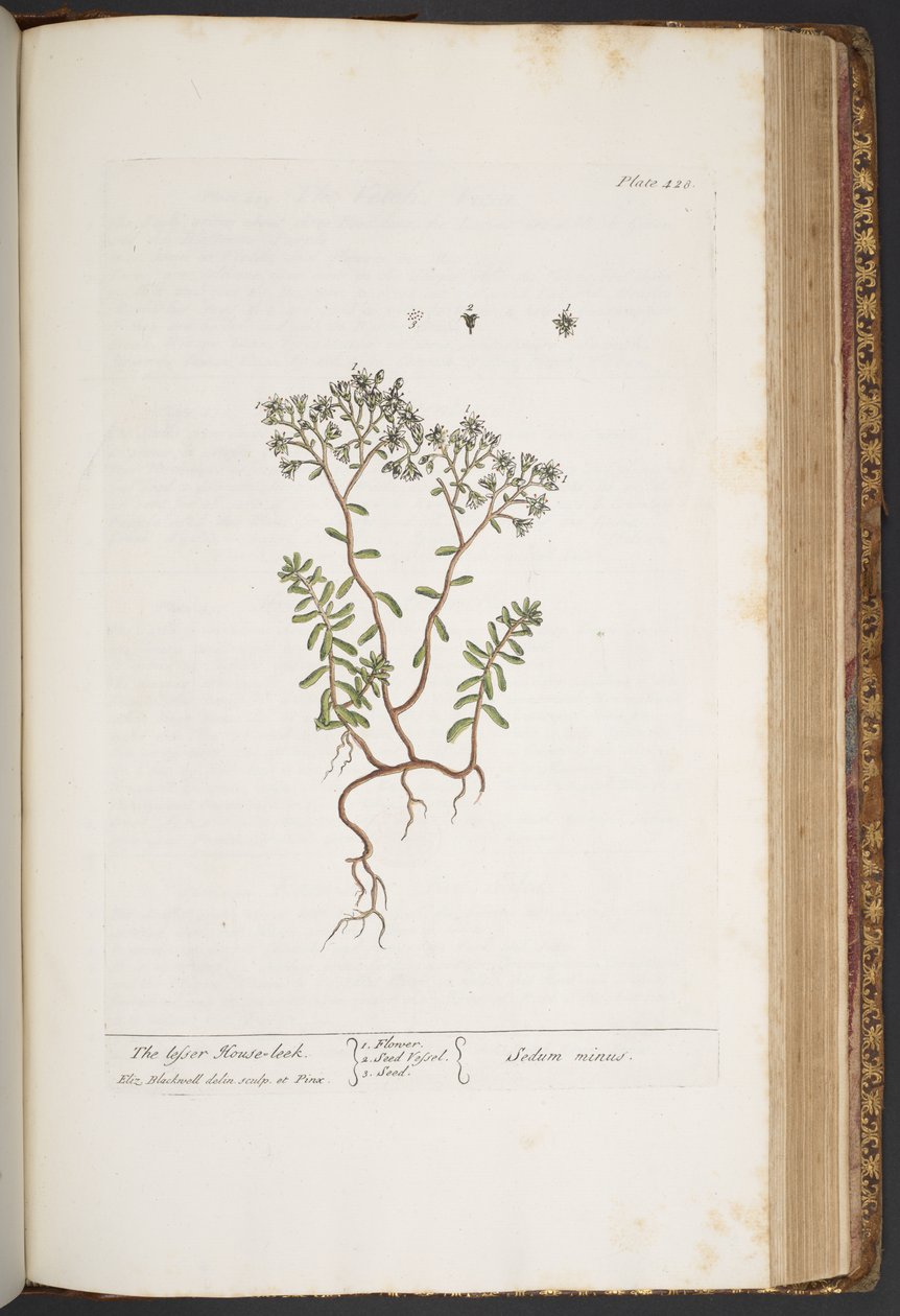 Talerz 428, z „Ciekawy zielnik” autorstwa Elizabeth Blackwell