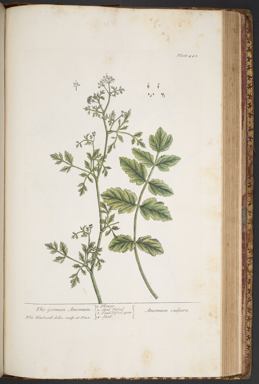 Talerz 442 z „Ciekawy zielnik” autorstwa Elizabeth Blackwell