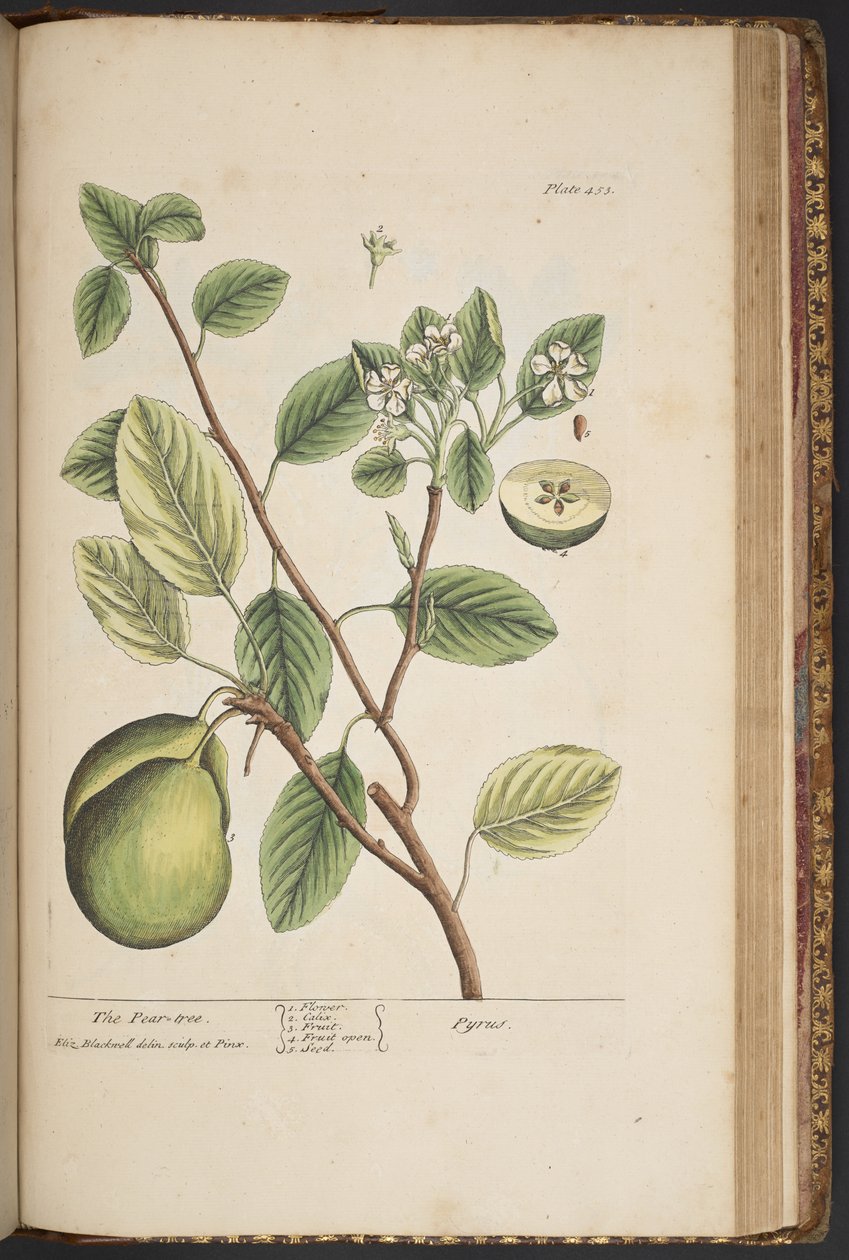 Talerz 453, z „Ciekawy zielnik” autorstwa Elizabeth Blackwell
