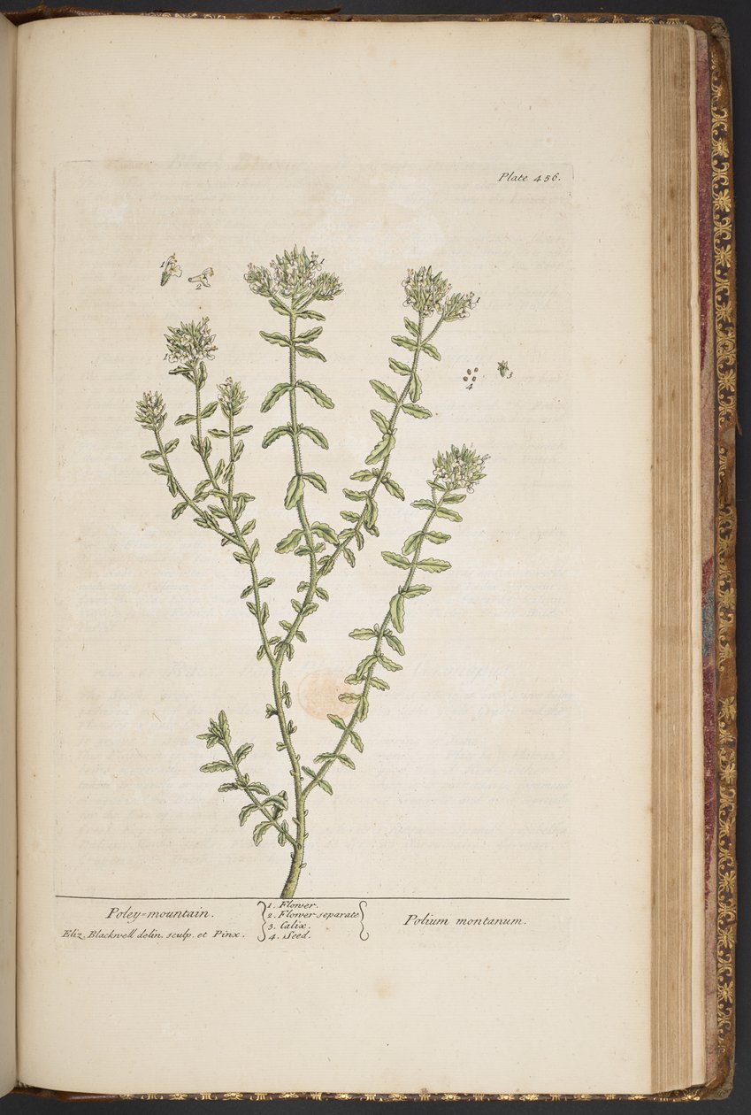 Talerz 456, z „Ciekawy zielnik” autorstwa Elizabeth Blackwell