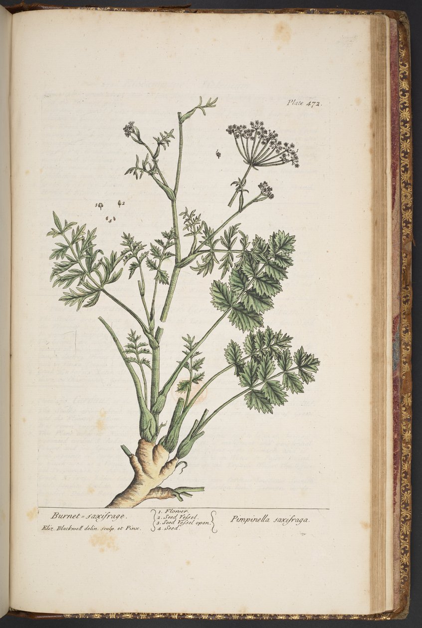 Talerz 472, z „Ciekawy zielnik” autorstwa Elizabeth Blackwell