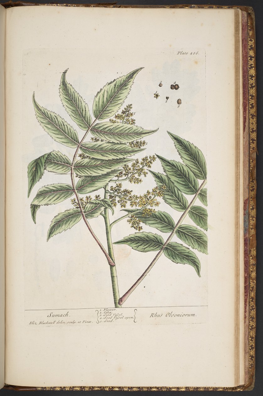 Talerz 486, z „Ciekawy zielnik” autorstwa Elizabeth Blackwell