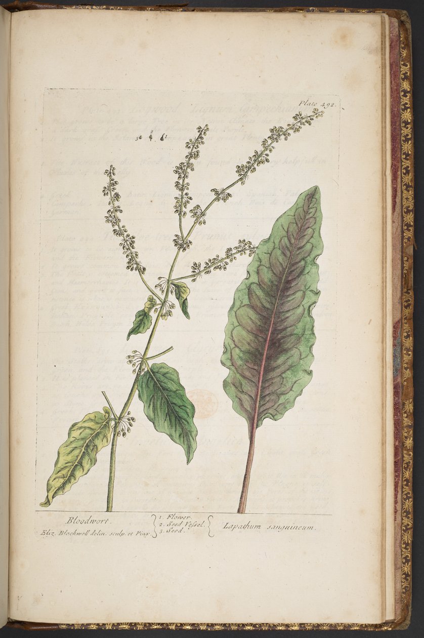 Talerz 492 z „Ciekawy zielnik” autorstwa Elizabeth Blackwell