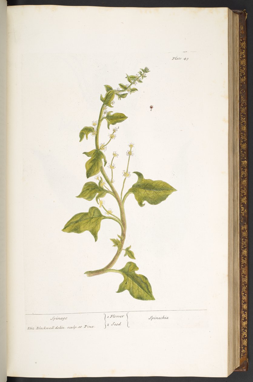 Talerz 49, Szpinak, z „Ciekawego ziela” autorstwa Elizabeth Blackwell