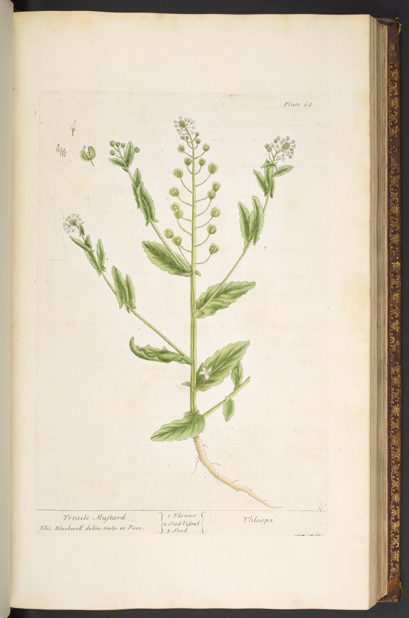 Talerz 68, z „Ciekawy zielnik” autorstwa Elizabeth Blackwell