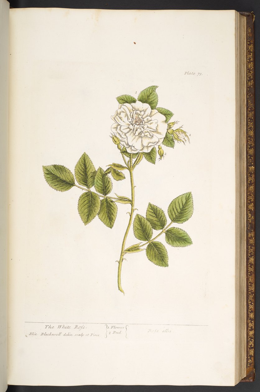 Talerz 73, z „Ciekawy zielnik” autorstwa Elizabeth Blackwell