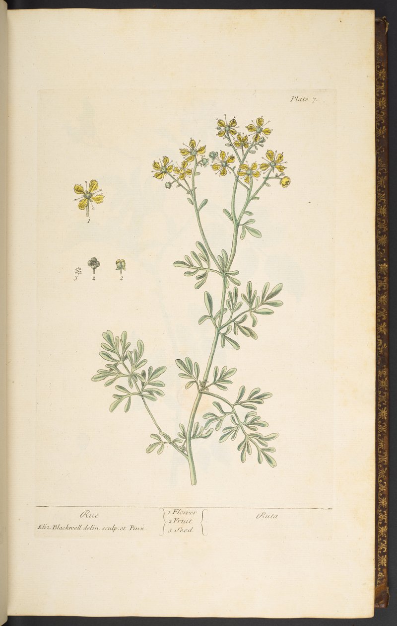 Talerz 7, Rue, z „Ciekawy zielnik” autorstwa Elizabeth Blackwell