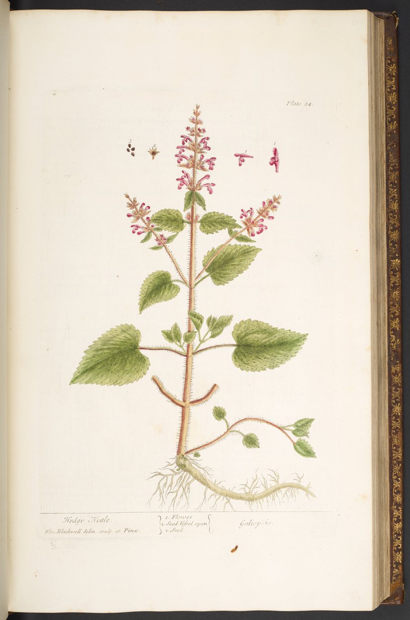 Talerz 84, z „Ciekawy zielnik” autorstwa Elizabeth Blackwell