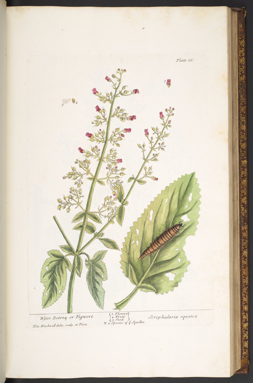 Talerz 86, z „Ciekawy zielnik” autorstwa Elizabeth Blackwell