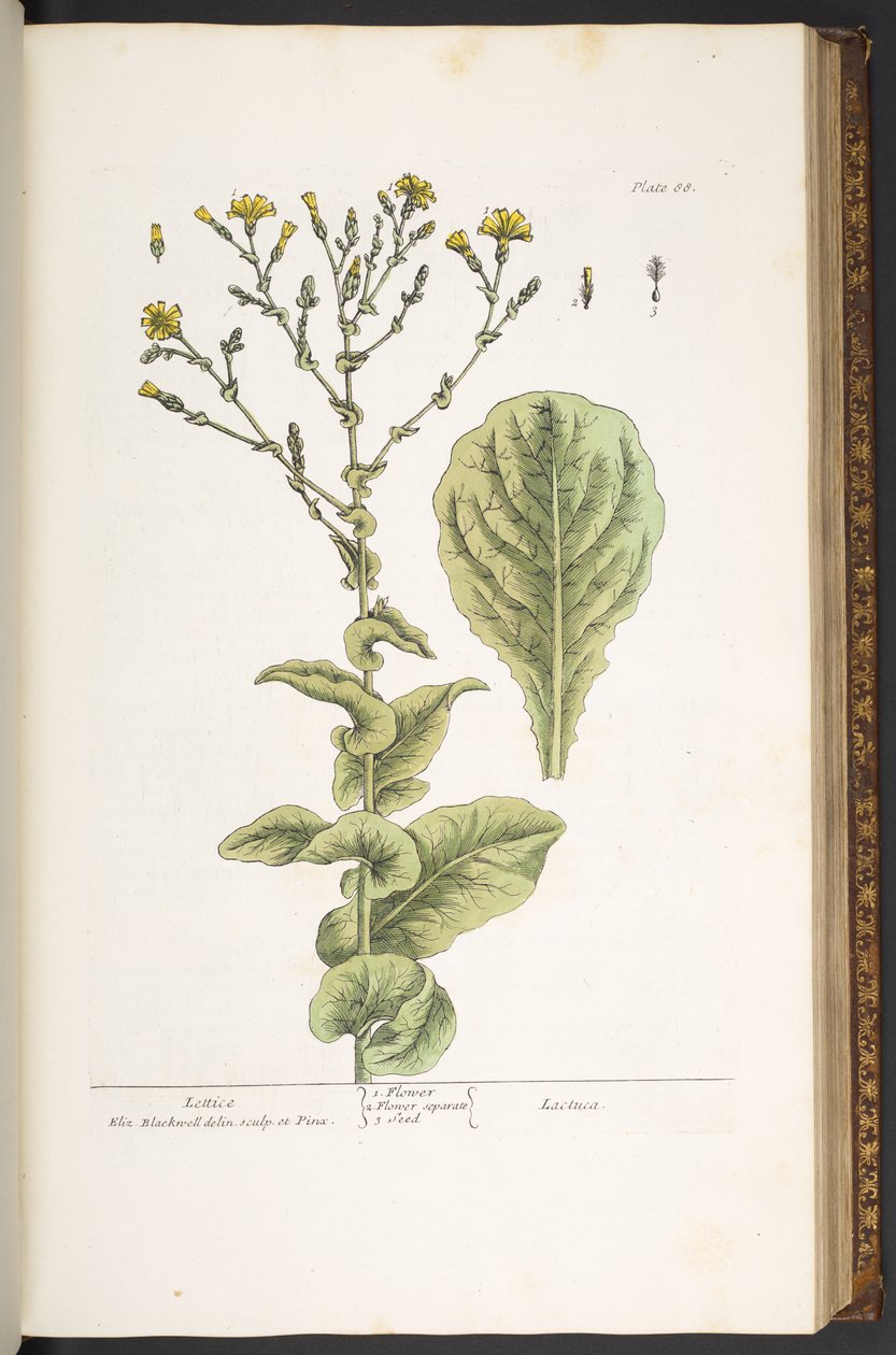 Talerz 88, z „Ciekawskiego zielnika” autorstwa Elizabeth Blackwell