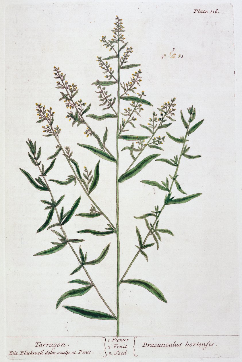 Estragon, 1782 autorstwa Elizabeth Blackwell