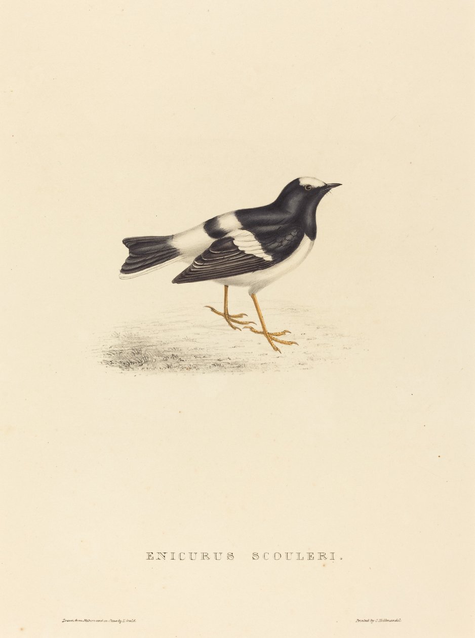 Enicurus Scouleri (Mały widłogon) autorstwa Elizabeth Gould