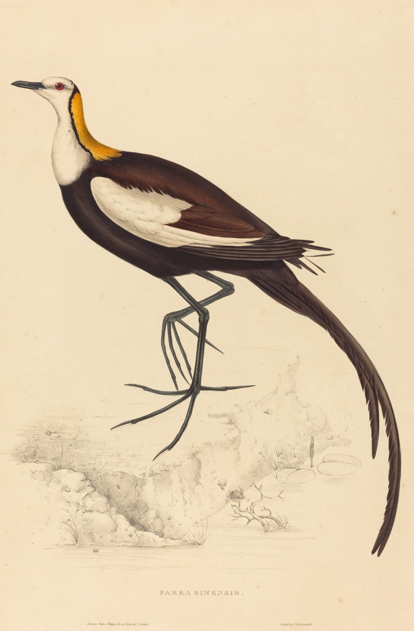 Parra Sinensis (Jacana z bażantem) autorstwa Elizabeth Gould