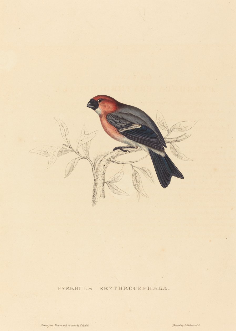 Pyrrhula Erythrocephala (gil rudy) autorstwa Elizabeth Gould