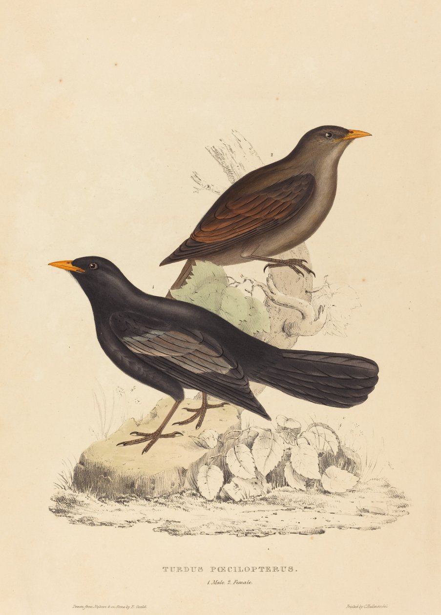 Turdus Poecilopterus (drozd Azteków) autorstwa Elizabeth Gould