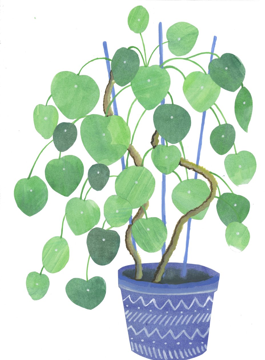 Roślina Pilea, 2017 (akwarela i kolaż) autorstwa Elizabeth Rider