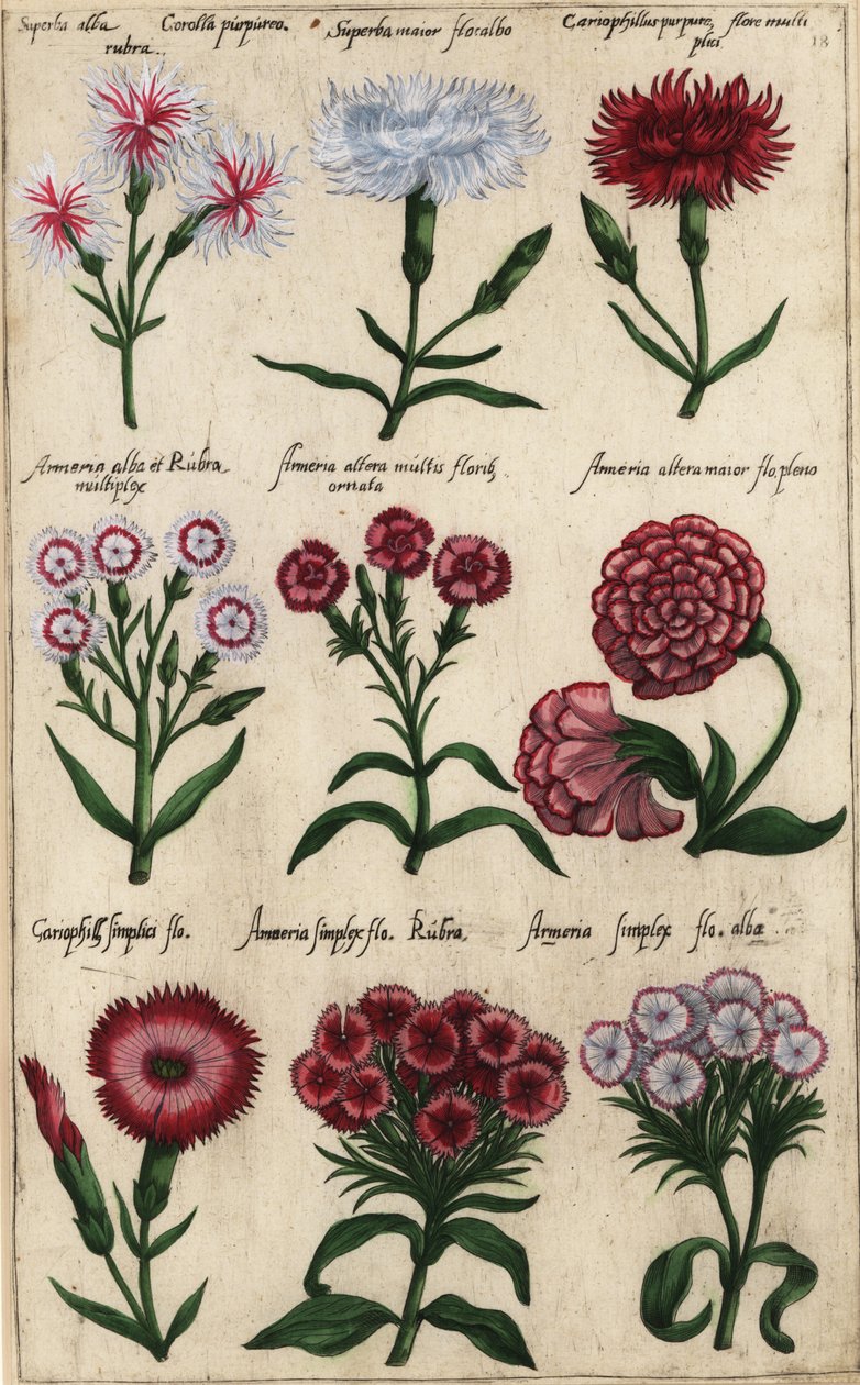 Różne odmiany goździka, Dianthus caryophyllus autorstwa Emanuel Sweert
