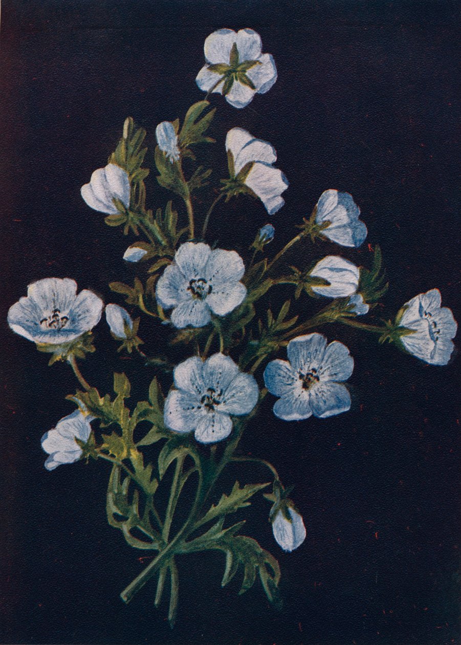 Baby-Blue-Eyes, c1915, 1915 autorstwa Emma Graham Clock