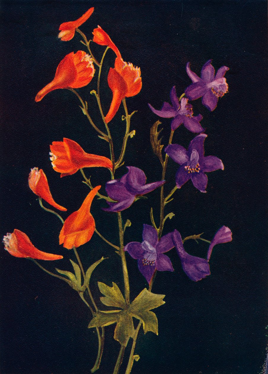 Szkarłatna i Niebieska Larkspur, c1915, 1915 autorstwa Emma Graham Clock