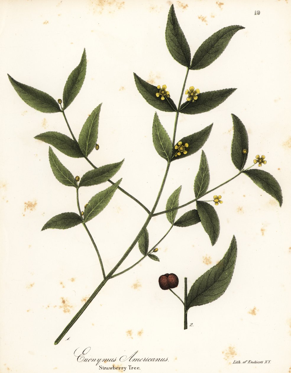 Drzewo truskawkowe, Euonymus americanus autorstwa Endicott Endicott