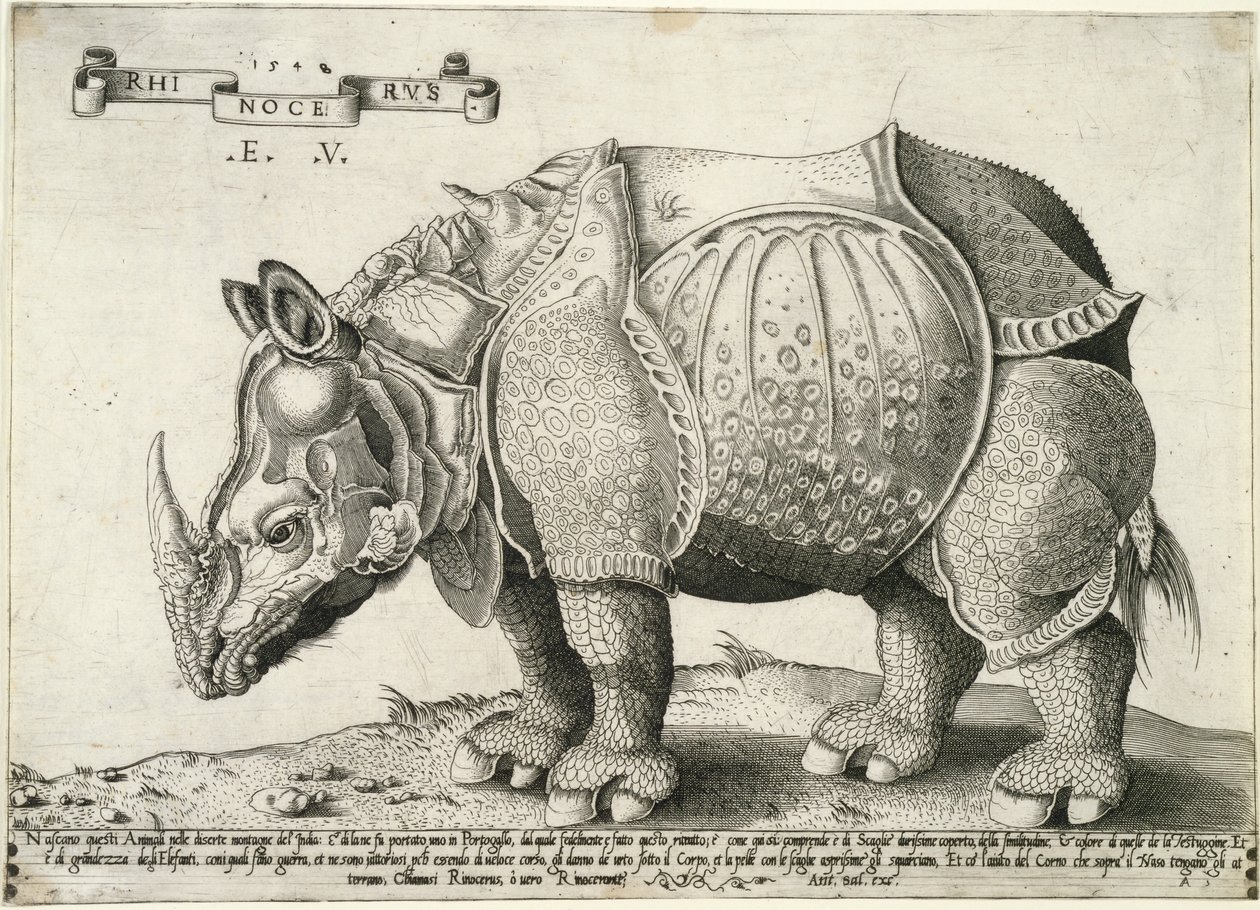 Nosorożec, 1548 autorstwa Enea Vico