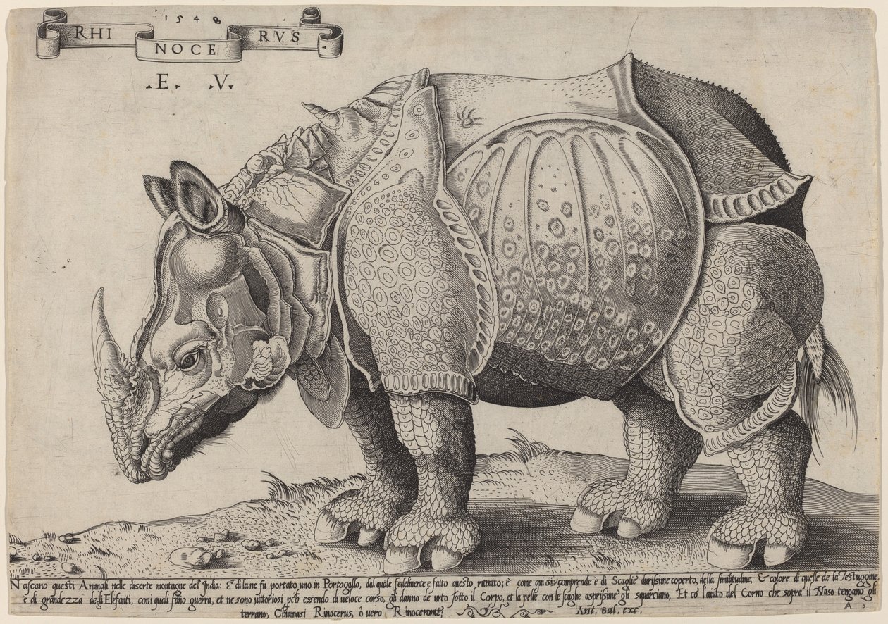 Nosorożec autorstwa Enea Vico after Albrecht Dürer