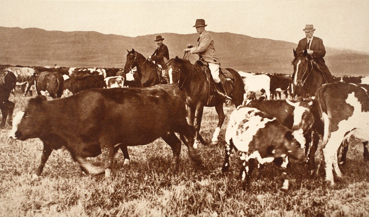 Król Edward VIII Zaganianie bydła w Albercie, Kanada, lata 20. autorstwa English Photographer